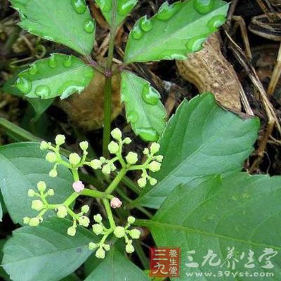 取珍珠菜根、马兰根各15克