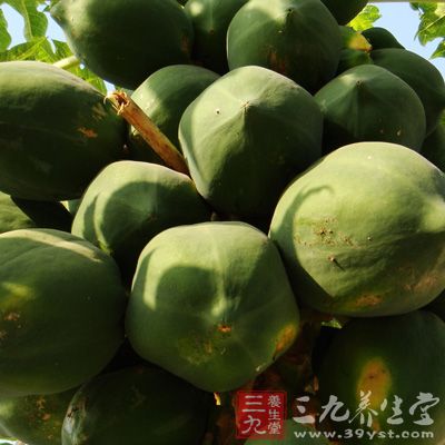 木瓜營養(yǎng)豐富，味道清甜、肉質(zhì)軟滑、多汁，既可生吃，又可作菜