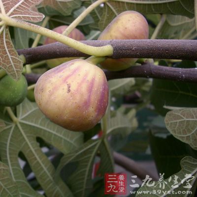 新鲜无花果、冰糖、清水各适量