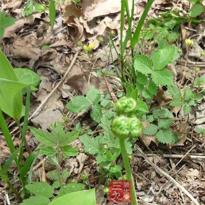 《南京民間藥草》：治食嗝、氣嗝