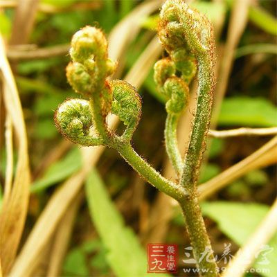 油適量。鹽適量。紅椒10g。蠔油適量。五香粉適量_2