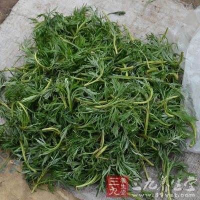 吃野菜不僅能嘗個新鮮，其豐富的營養(yǎng)價值也非常有利健康