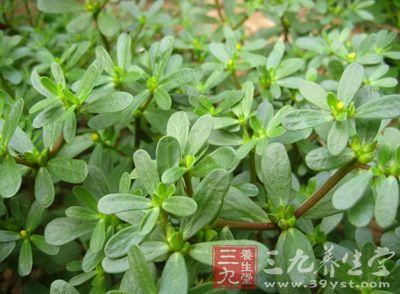 苦菜可 治療黃疸等病;野莧菜可治痢疾、腸炎、膀胱結(jié)石等病;蕨菜益氣養(yǎng)陰