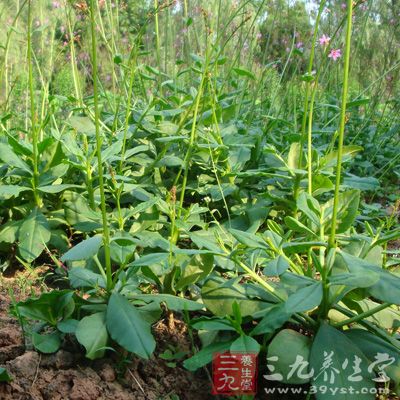 野菜的营养价值 各种野菜营养价值及做法