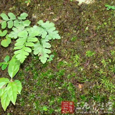 野菜的吃法很多，大多野菜洗凈后，用熱水焯一下，或拌或炒或蒸