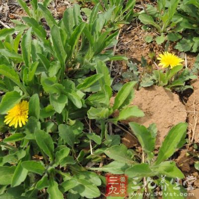 野菜的营养价值各种野菜营养价值及做法9