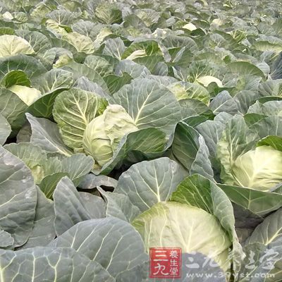 除作蔬菜食用外，用于潰瘍病，宜以鮮品生用