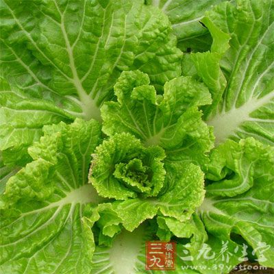 大白菜收后送到菜窖附近，碼在背風(fēng)向陽處