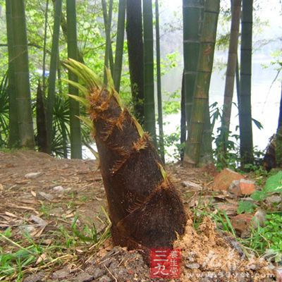 除了過敏體質(zhì)的市民要慎食春筍外，肝硬化者尤其是食道靜脈曲張者也盡量不要食用春筍