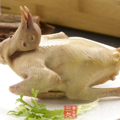 鸽子肉能够防动脉硬化、防贫血