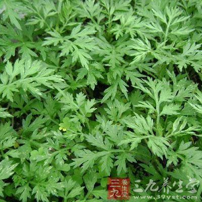 还具有抗真菌作用、平喘作用、利胆作用