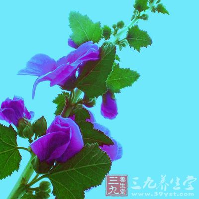 仙鹤草的功效与作用 仙鹤草能治疗癌症吗(5)