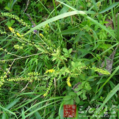 仙鹤草的功效与作用 仙鹤草能治疗癌症吗(10)