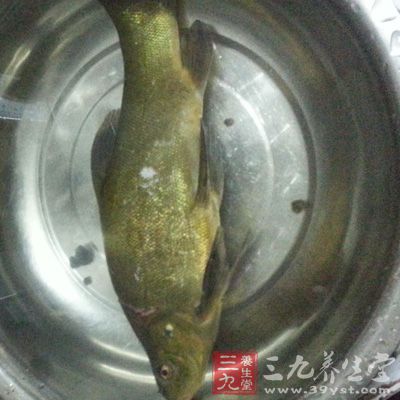 丁桂鱼的营养价值 经常吃丁桂鱼有啥好处(12)