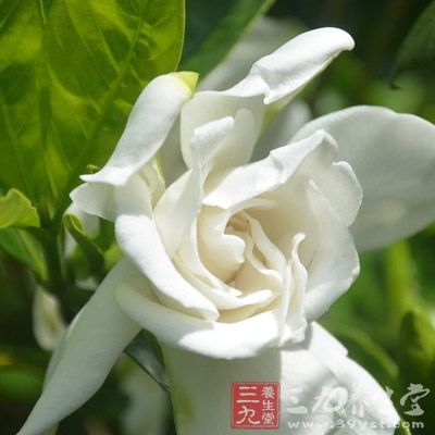 栀子、乳香各50克 栀子、乳香各50克