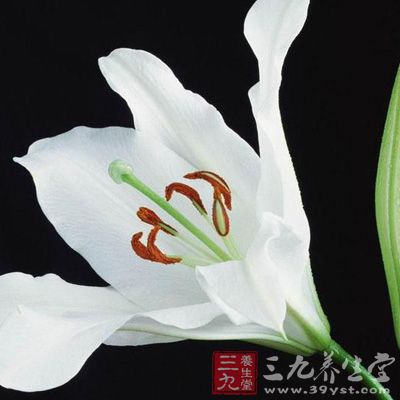 百合入心經(jīng)，性微寒，能清心除煩，寧心安神