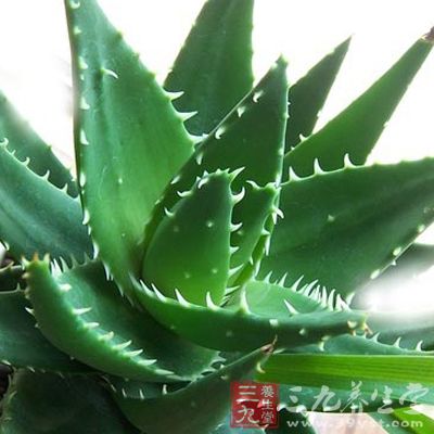 荧光的形成糸芦荟甙(barbaloin)经硼砂水解产生蒽酮类衍生物所致