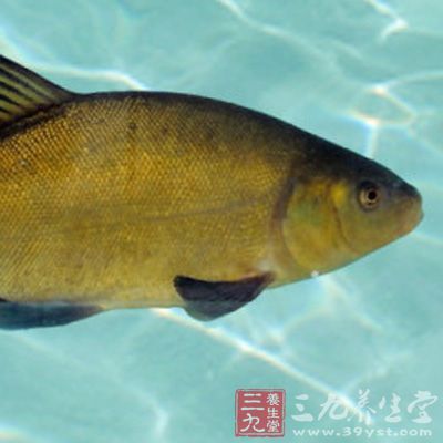 丁桂魚平均含肉率為72.4%,遠(yuǎn)高于異育銀鯽、尼羅羅非魚