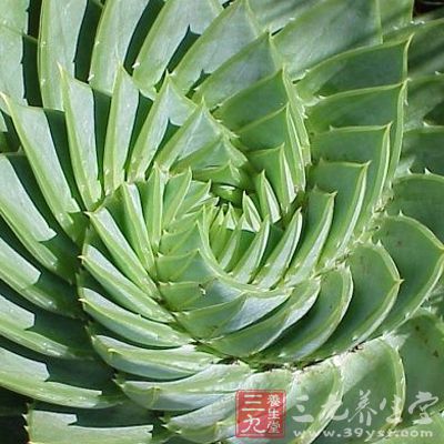 配制多种主、辅原料的菜肴时,应当突出主料,芦荟叶肉作辅料配入 配制多种主、辅原料的菜肴时,应当突出主料,芦荟叶肉作辅料配入