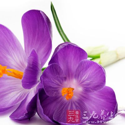 藏紅花可及時調(diào)節(jié)內(nèi)分泌，消除因內(nèi)分泌失調(diào)引發(fā)的色斑