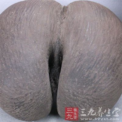 海椰子果肉細(xì)白，美味可口，滋陰壯陽(yáng)，還能治療中風(fēng)、精神煩躁等癥