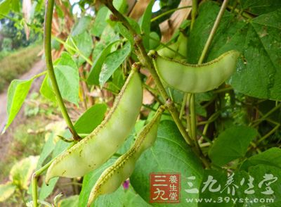 扁豆是豆科，属多年生、缠绕藤本植物