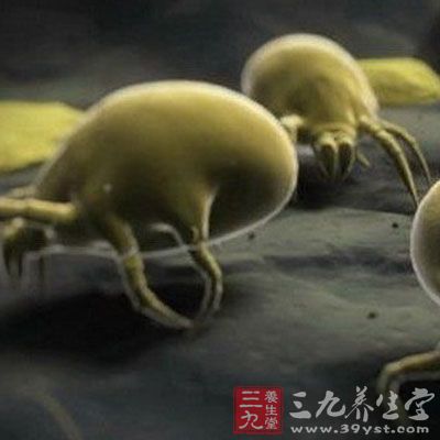 多数过敏性哮喘的发生、发展和症状的持续与尘螨过敏密切相关 多数过敏性哮喘的发生、发展和症状的持续与尘螨过敏密切相关