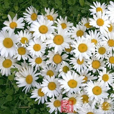 取甘菊花60克，蔓荆子30克