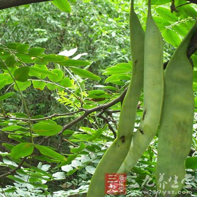 取合欢树皮、桑白皮、椿根皮、皂荚、生地黄各100克