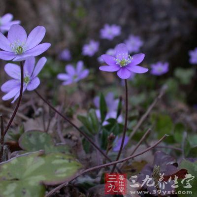 細(xì)辛能溫肺以化痰飲，所以主要用于治療肺寒咳嗽、痰多質(zhì)稀色白的病癥