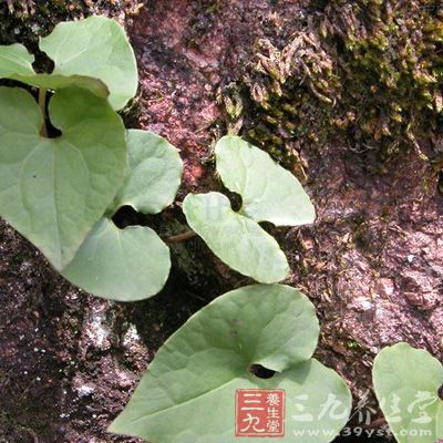 細(xì)辛為馬兜鈴科植物北細(xì)辛、漢城細(xì)辛或華細(xì)辛的干燥全草