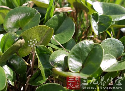 細(xì)辛作為藥用植物，始載秦漢《神農(nóng)本草經(jīng)》