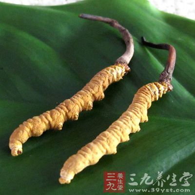 冬虫夏草对免疫系统的作用像是在调整音量，使其处于佳状态