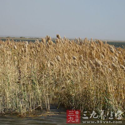 芦根有解热、镇静、镇痛、降血压、降血糖、抗氧化及雌性激素样作用