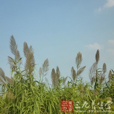 治疗肺痈、咳吐脓血