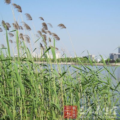 治伤寒后呕哕反胃，及干呕不下食