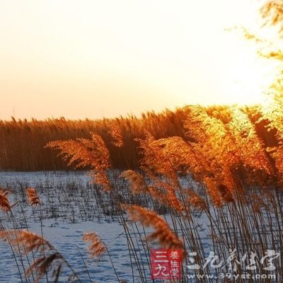 清降肺胃，消荡郁烦，生津止渴，除呕下食，治噎哕懊憹