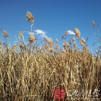 若用鲜芦根汁则清热生津之力更大