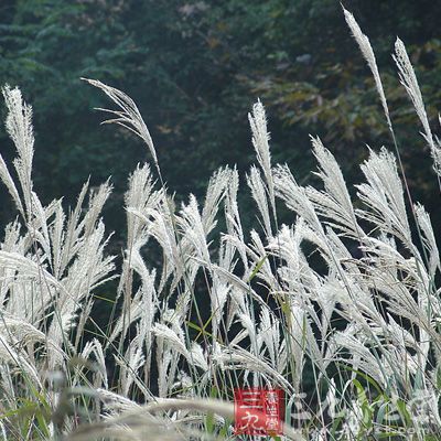 芦根有清热生津、除烦、止呕、利尿的功效