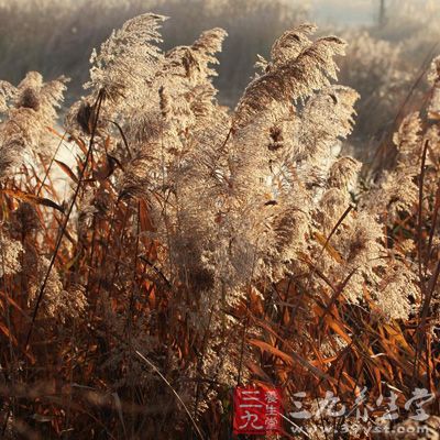 芦根15g、麦门冬、地骨皮、茯苓各9g，陈皮4.5g。煎服