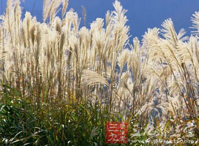 芦根的功效与作用 芦根医学应用和美味做法