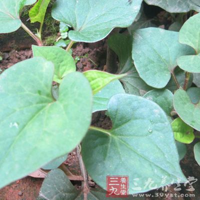 细叶香茶菜20克，鱼腥草16克