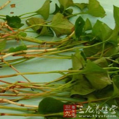 可與黃芩、貝母、桑白皮等清肺化痰止咳藥同用