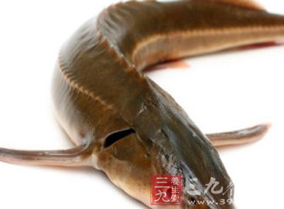 我们在家就可以吃到好吃的鲟鱼 我们在家就可以吃到好吃的鲟鱼