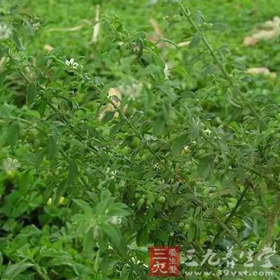 生甘草泡水喝有抗癌防癌、干扰素诱生剂及细胞免疫调节剂等功能