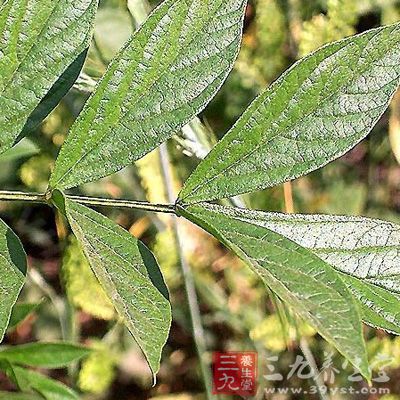 甘草味甘，性平;归脾、胃、心、肺经;气和性缓，可升可降