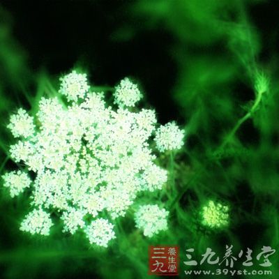 白芷還具有消炎、解熱鎮(zhèn)痛等作用