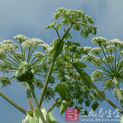 白芷素能興奮延腦呼吸中樞、血管運(yùn)動(dòng)中樞和迷走神經(jīng)