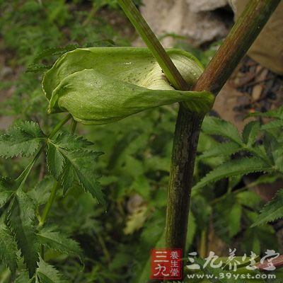 白芷原為辛溫解表藥，香氣濃烈，直沖鼻腔