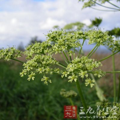 白芷有解熱鎮(zhèn)痛作用